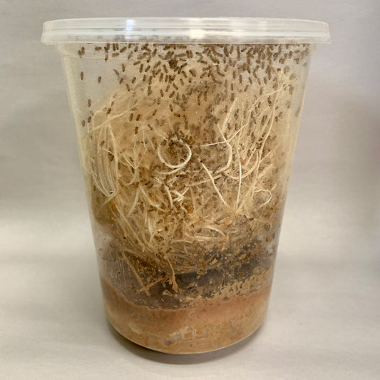 FRUIT FLY CULTURE (D.MELANOGASTER)