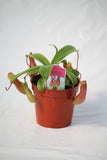 4 " Carnivorous Pitcher Plant - Nepenthes