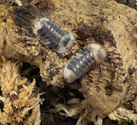 ISOPOD CUBARIS SP. "WHITE DUCKY" (EACH)