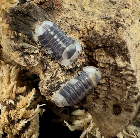 ISOPOD CUBARIS SP. "WHITE DUCKY" (EACH)