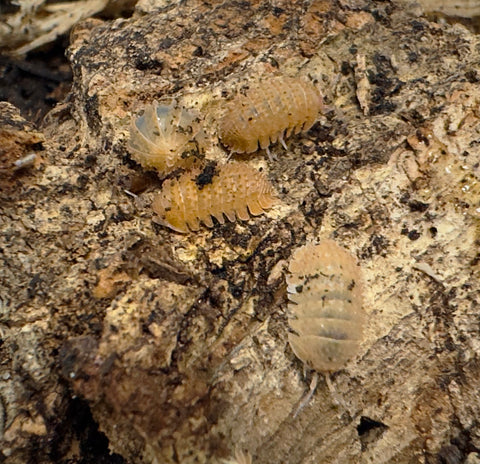 ISOPOD Cristarmadillidium Muricatum "SPANISH SPIKEY" ( 5 COUNT)