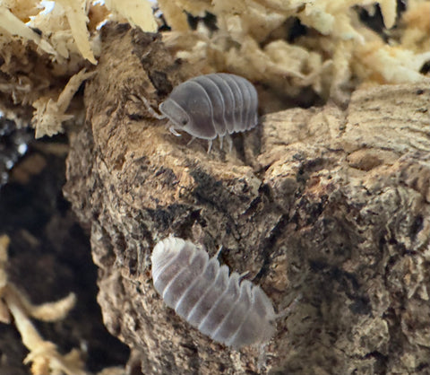 ISOPOD  CUBARIS SP. "WHITE SIDE PENGUIN" (EACH)