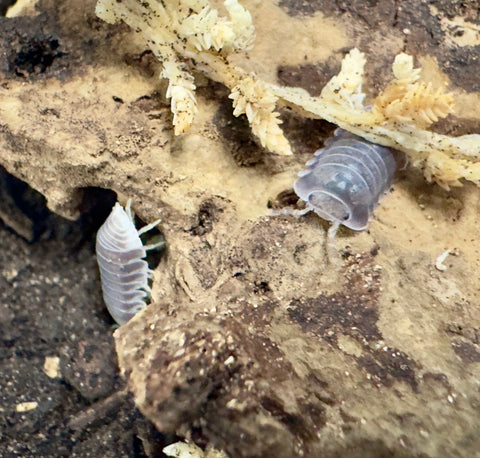 ISOPOD  CUBARIS SP. "WHITE SIDE PENGUIN" (EACH)