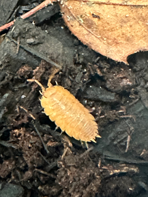 ISOPOD PORCELLIO LAEVIS "ORANGE" (15 COUNT)