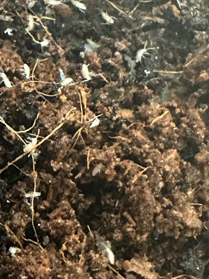 SPRINGTAILS , TROPICAL WHITE