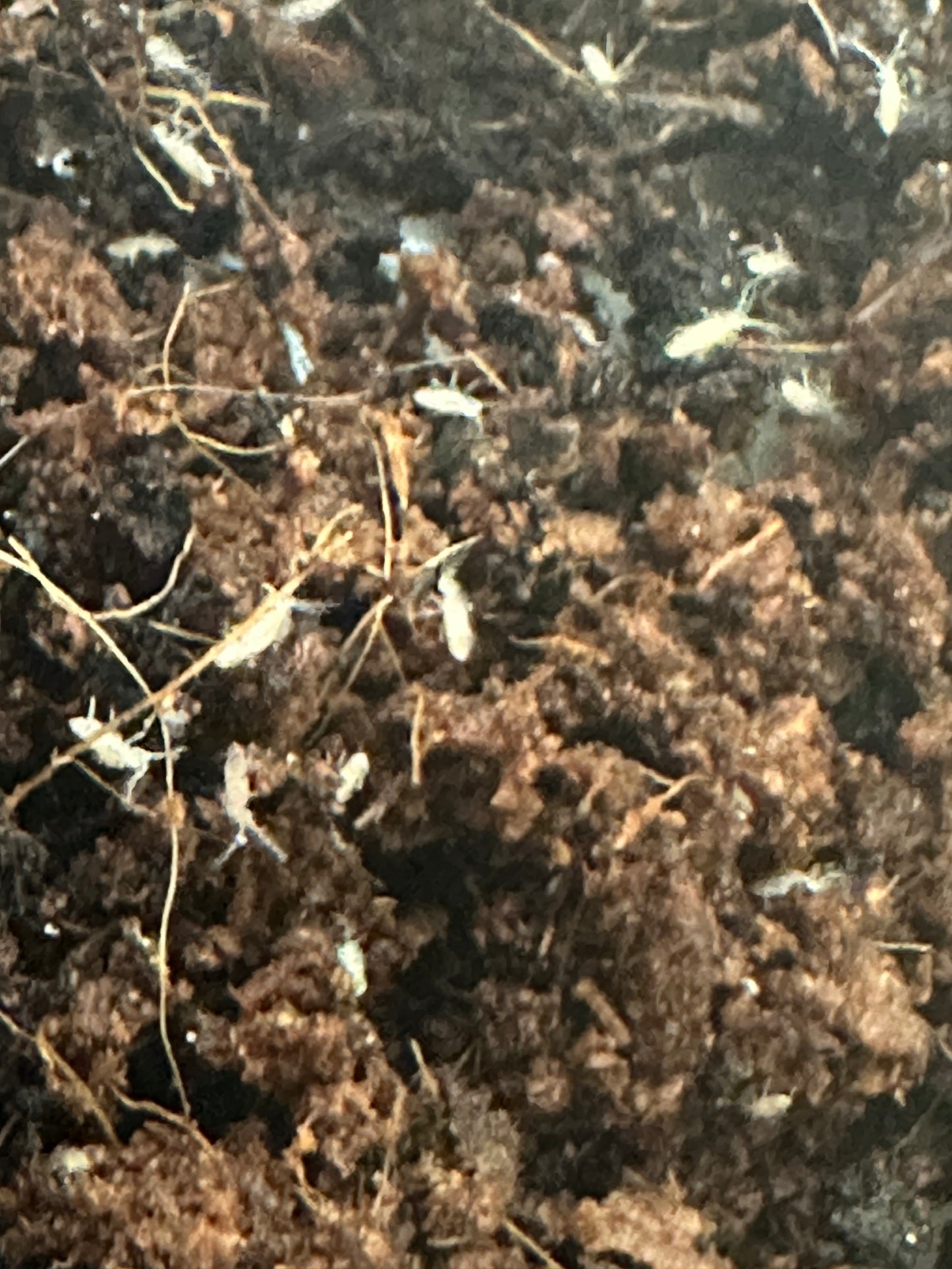 SPRINGTAILS , TROPICAL WHITE