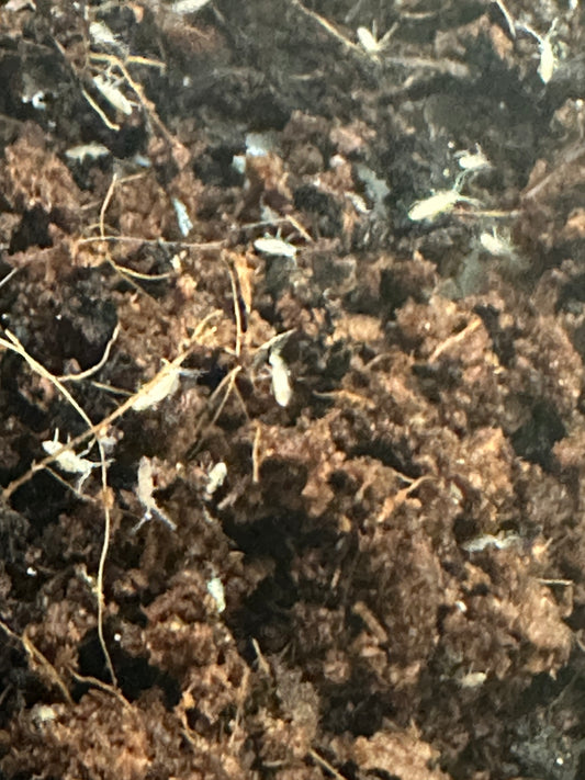 SPRINGTAILS , TROPICAL WHITE