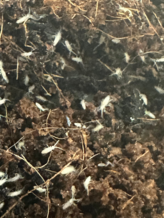 SPRINGTAILS , TROPICAL WHITE