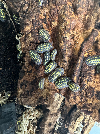 ISOPOD ARMADILLIDIUM GESTROI "GOLD SPOTTED" (10 COUNT)