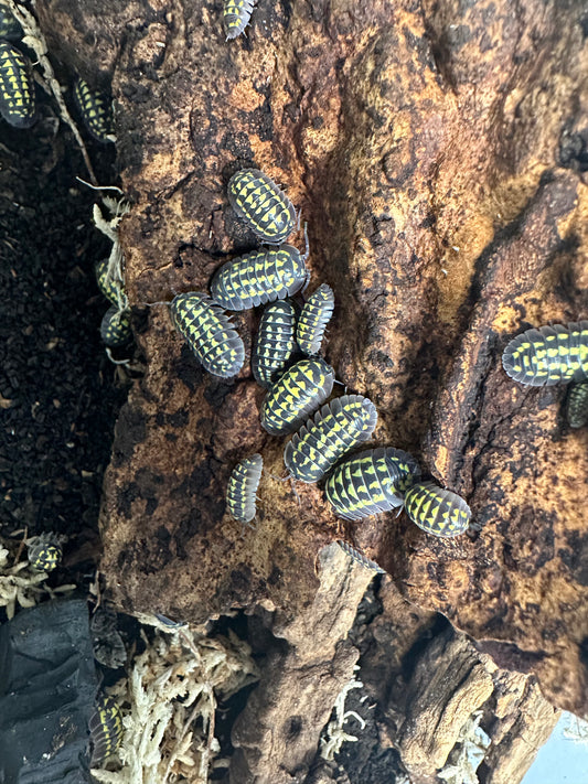 ISOPOD ARMADILLIDIUM GESTROI "GOLD SPOTTED" (10 COUNT)