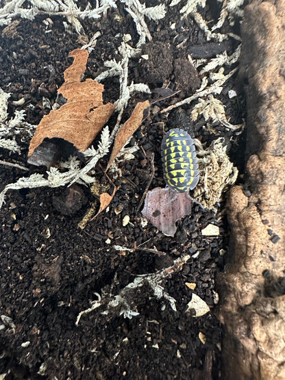 ISOPOD ARMADILLIDIUM GESTROI "GOLD SPOTTED" (10 COUNT)