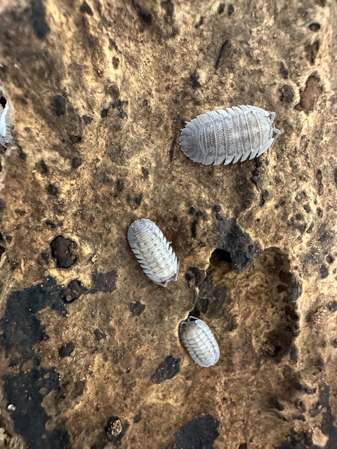 ISOPOD ARMADILLIDIUM OMBLAE "SANDSTONE" (10 PACK)