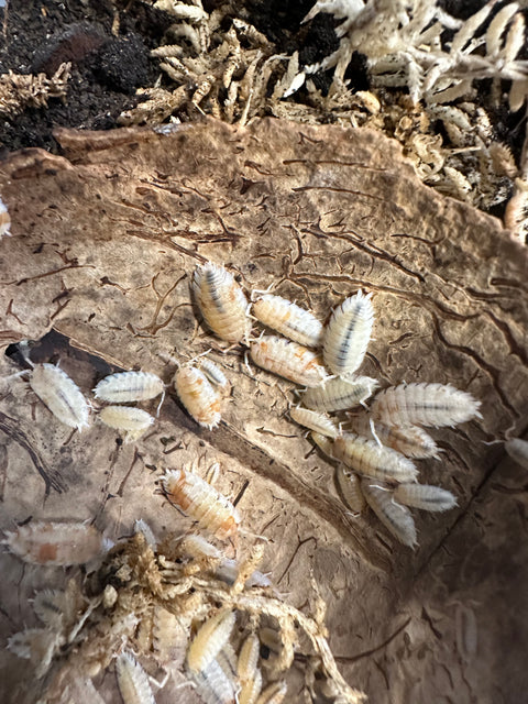 ISOPOD PORCELLIO SCABER "ORANGE DALMATIAN" (15 PACK)