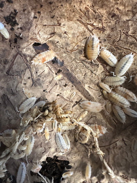 ISOPOD PORCELLIO SCABER "ORANGE DALMATIAN" (15 PACK)