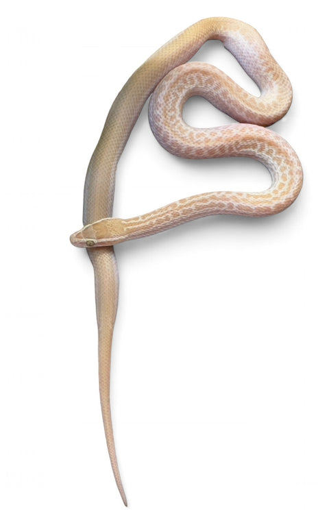 HOUSE SNAKE, ALBINO AFRICAN