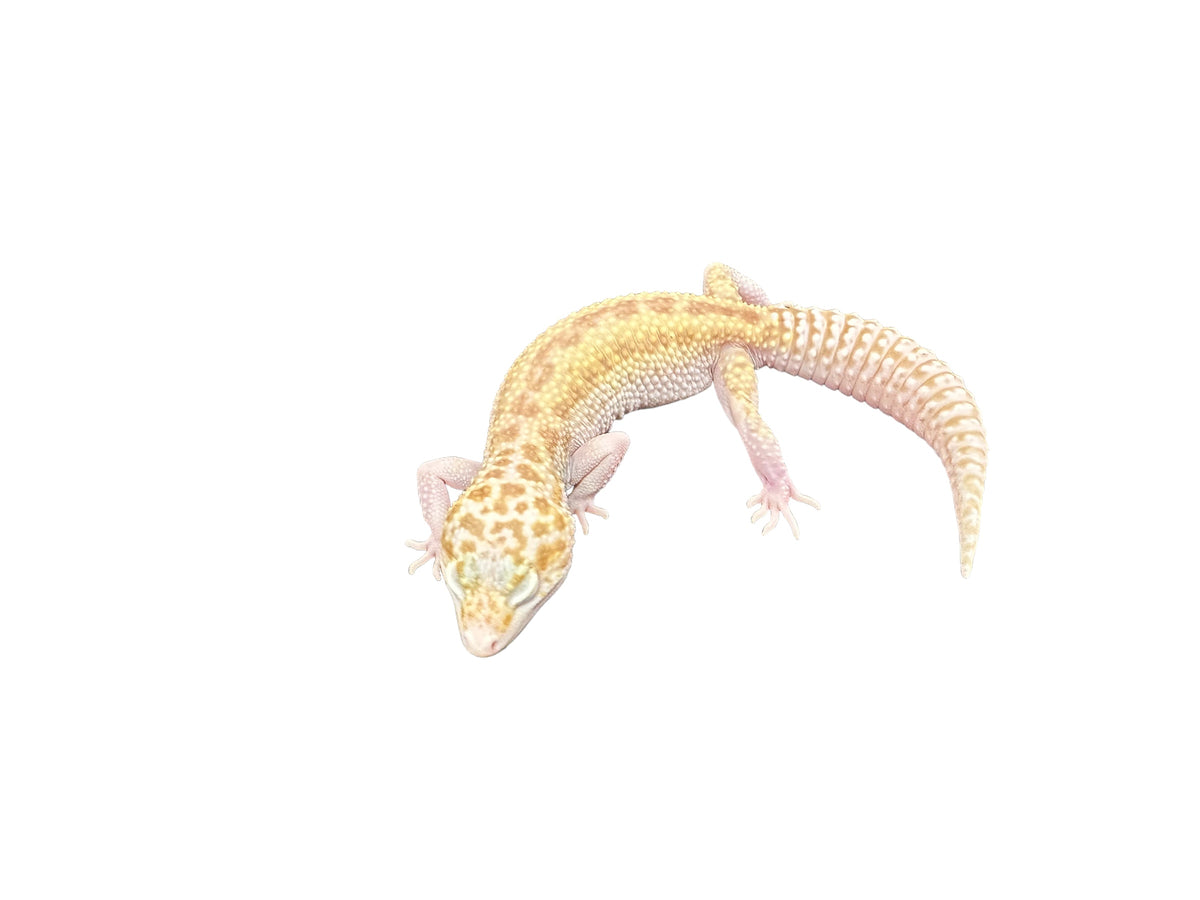 GECKO, LEOPARD (ASSORTED MORPHS)