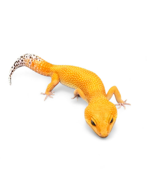 GECKO, LEOPARD (MANDARIN TANGERINE)