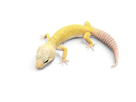 GECKO, LEOPARD (ASSORTED)