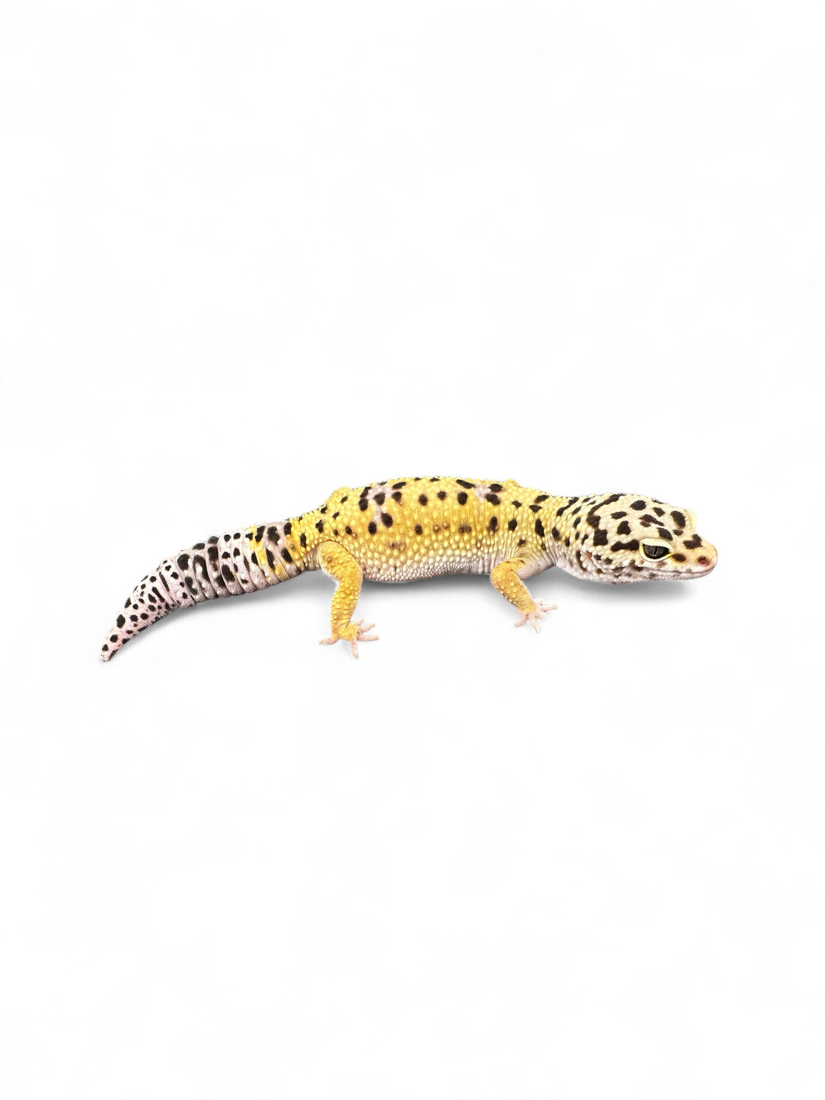 GECKO, LEOPARD (ASSORTED MORPHS)