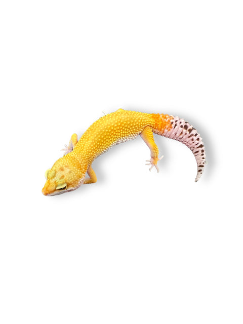 GECKO, LEOPARD (ASSORTED)