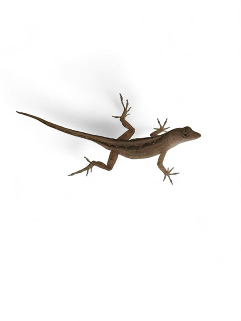 ANOLE, BROWN