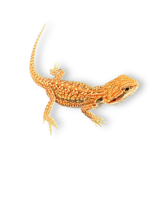 BEARDED DRAGON, JUVENILE