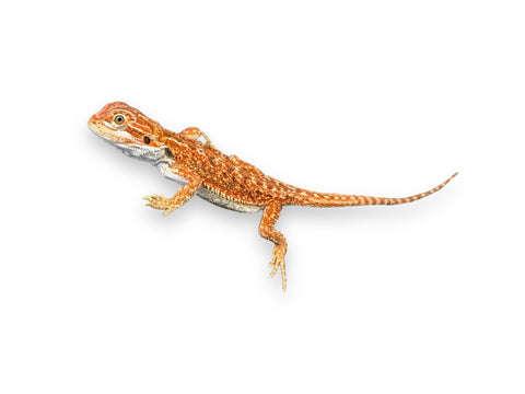 BEARDED DRAGON, JUVENILE