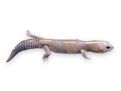 GECKO, FAT TAIL AFRICAN ALBINO