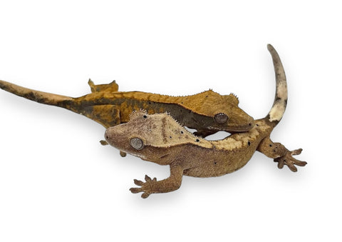 GECKO, CRESTED JUVENILE