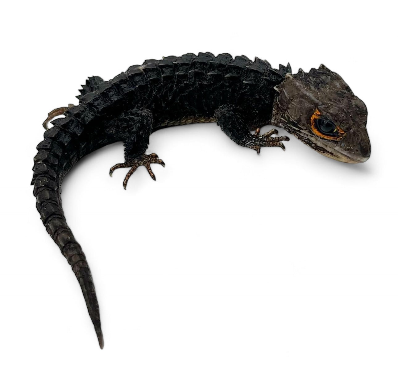 SKINK, RED EYED CROCODILE - ADULT
