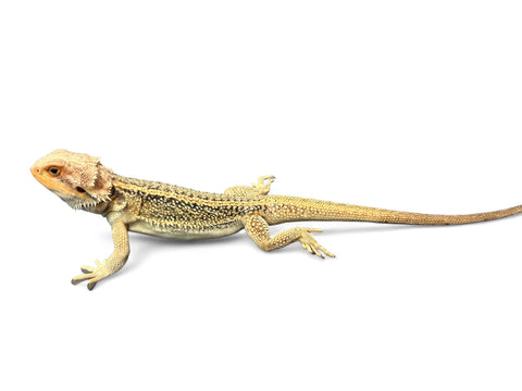 BEARDED DRAGON, THUNDERBOLT PARADIGM