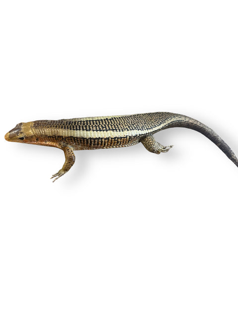 MADAGASCAR PLATED LIZARD