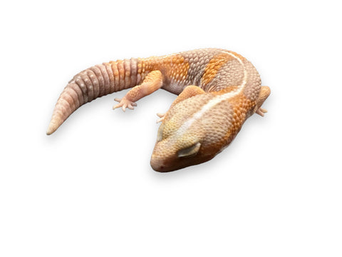 GECKO, FAT TAIL AFRICAN ALBINO