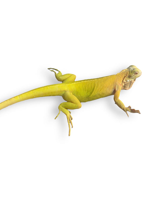 IGUANA, ALBINO GREEN