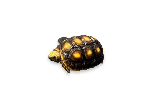 TORTOISE, YELLOW FOOTED