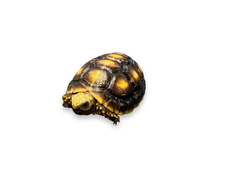 TORTOISE, YELLOW FOOTED