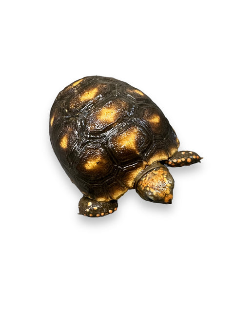 TORTOISE, RED FOOTED