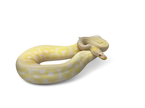 BALL PYTHON, ALBINO