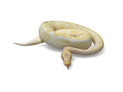 BALL PYTHON, RED AXANTHIC ALBINO