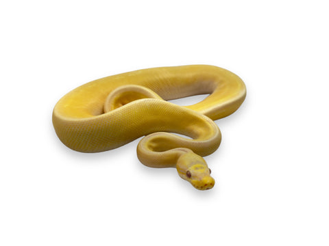 BALL PYTHON, PASTEL LAVENDER G STRIPE HRA