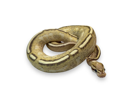 BALL PYTHON, GRAVEL SPARK