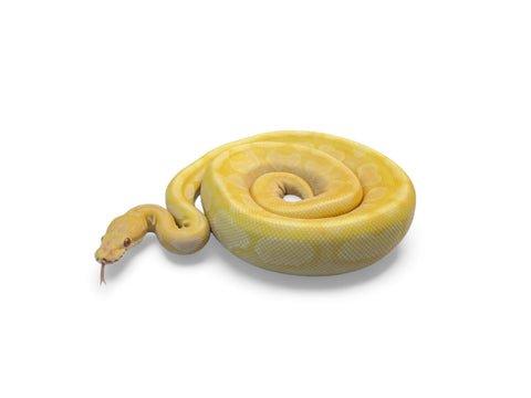 BALL PYTHON, LAVENDER SPARK