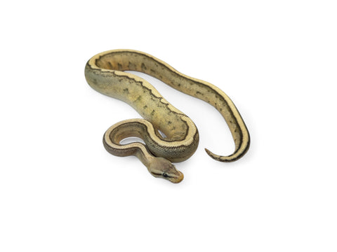 BALL PYTHON, PASTEL ORANGE GHOST G STRIPE