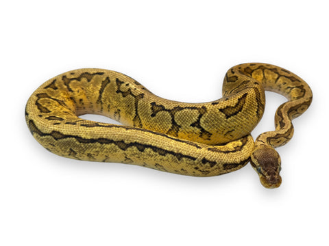 BALL PYTHON, PASTEL ORANGE DREAM YELLOW BELLY PINSTRIPE