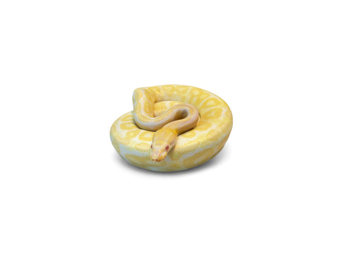 BALL PYTHON, ALBINO SPARK HRA