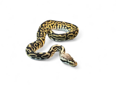 BALL PYTHON, PASTEL LEOPARD SPOTNOSE CYPRESS YB HET CLOWN