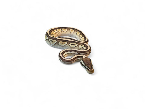 BALL PYTHON, LESSER