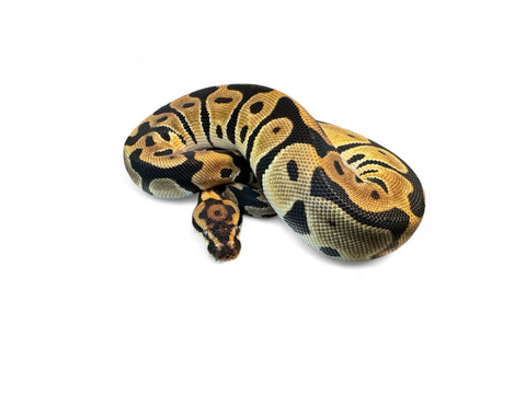 BALL PYTHON, CYPRESS LEOPARD BLADE HET CLOWN POSS DH HYPO PIED