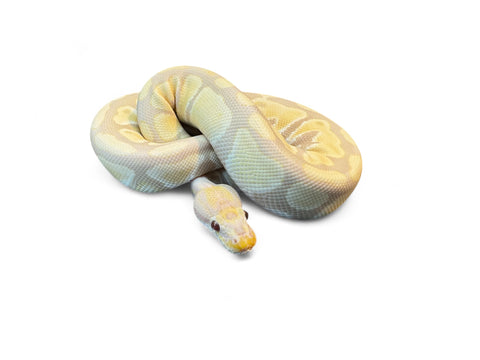 BALL PYTHON, LESSER TOFFINO CHOCOLATE