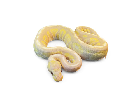 BALL PYTHON, CINNY TOFFINO